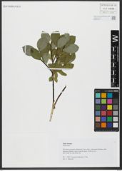 Foto von Salix hastata L.